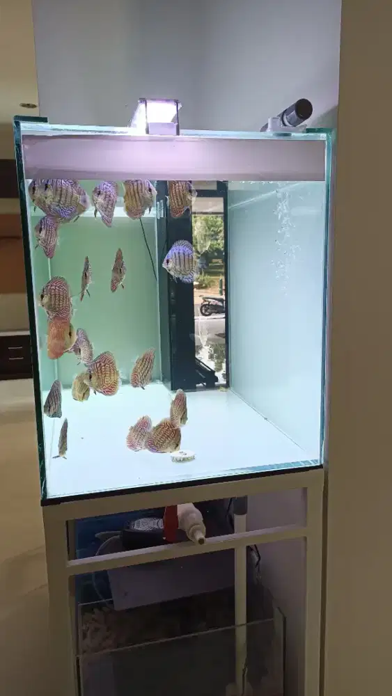 Aquarium akuarium sump filter fullset dengan ikan discus diskus 2,5 in