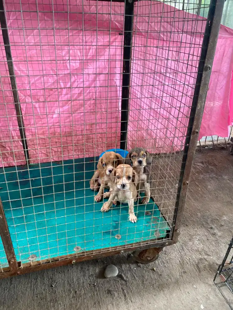 open adopt dogi ras bigel