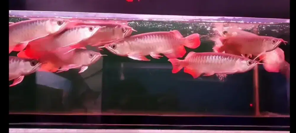 Arwana super red 25 cm