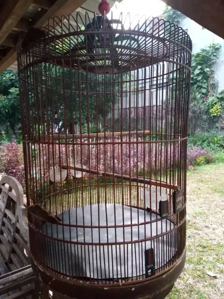 Sangkar burung murai merk ebod jaya 250 ribu