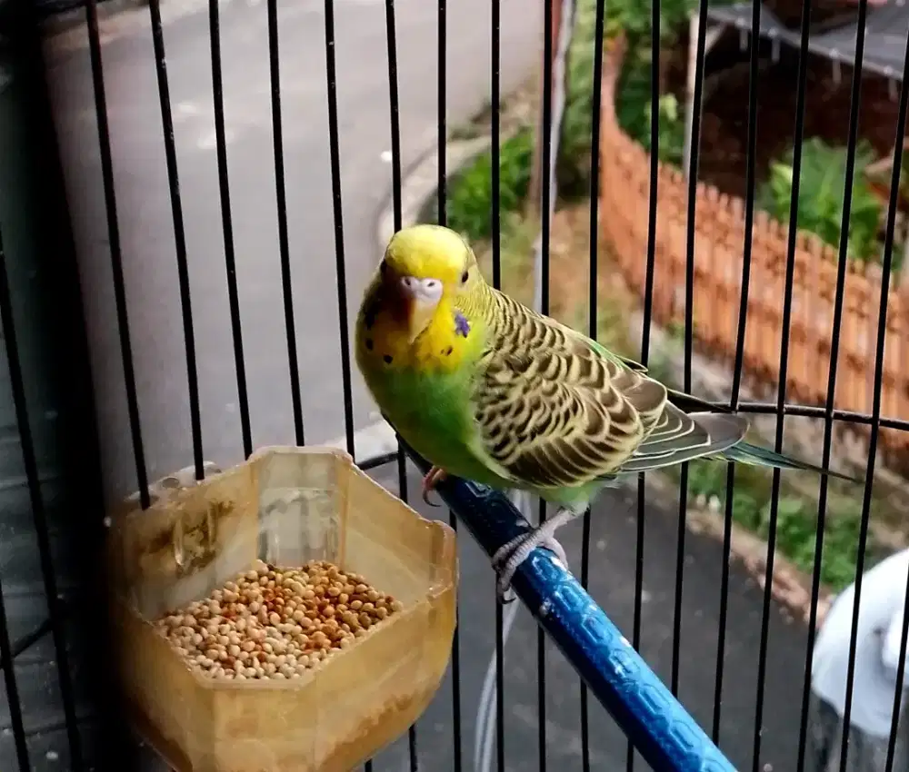 Burung parkit hijau