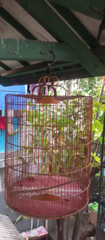 Kandang muray no 2 bagus