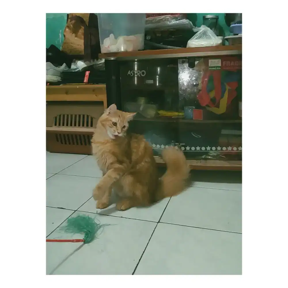 Kucing Mainecoon Betina