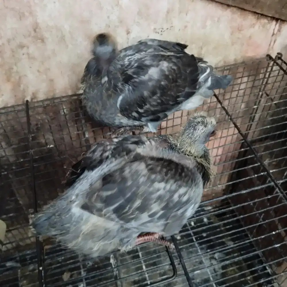 Merpati pos piyik