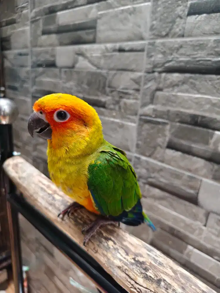 Sunconure jinak betina DNA