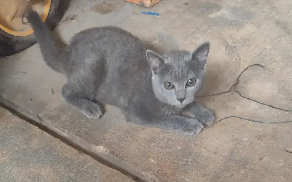 Kucing British Hair Cut