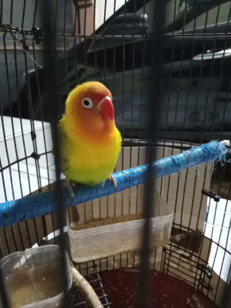 Lovebird Jantan Pasjo