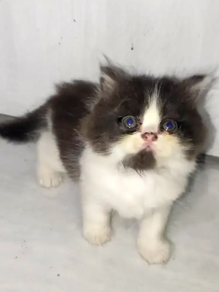 Kitten usia 3 bulan gembul
