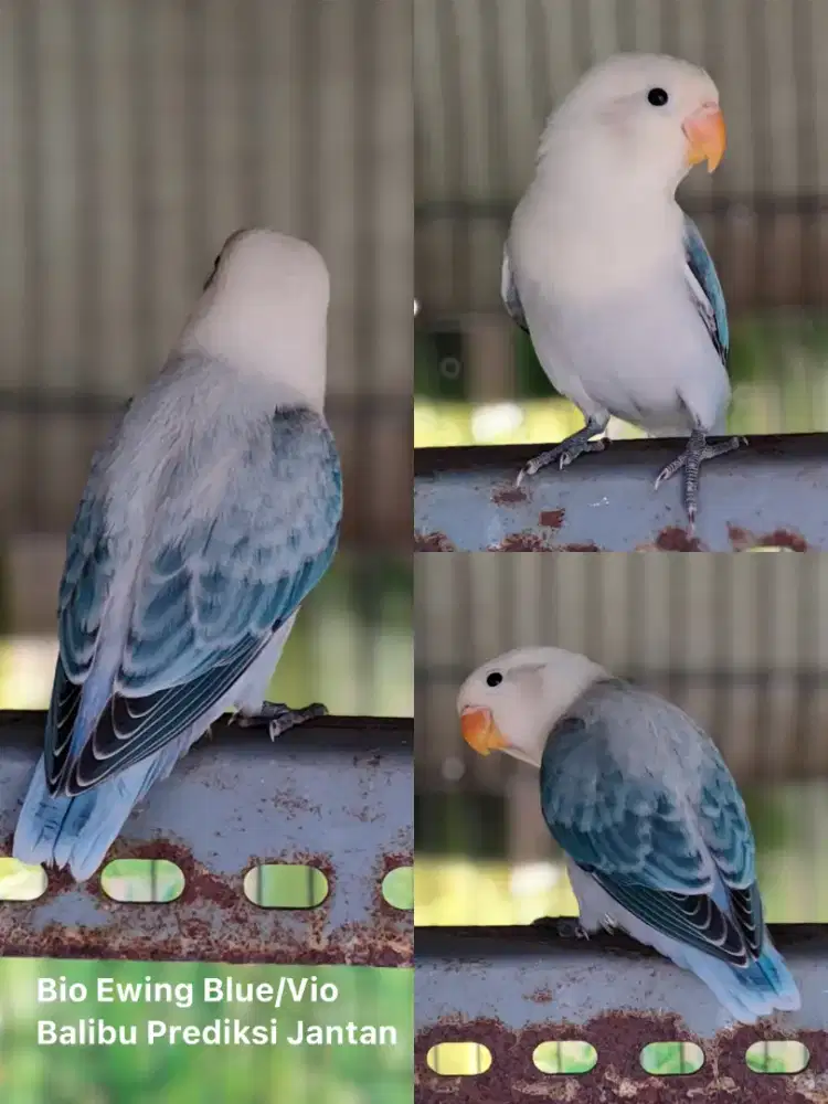 Burung Lovebird Euwing Blue