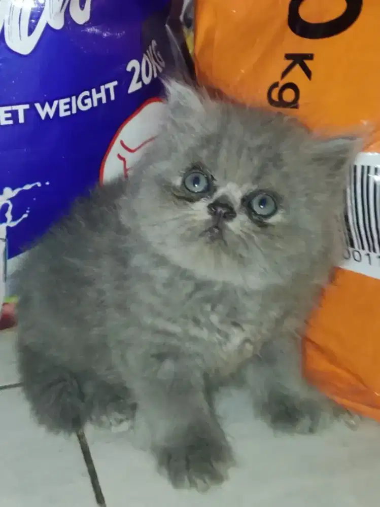 Kitten abu solid  gembul