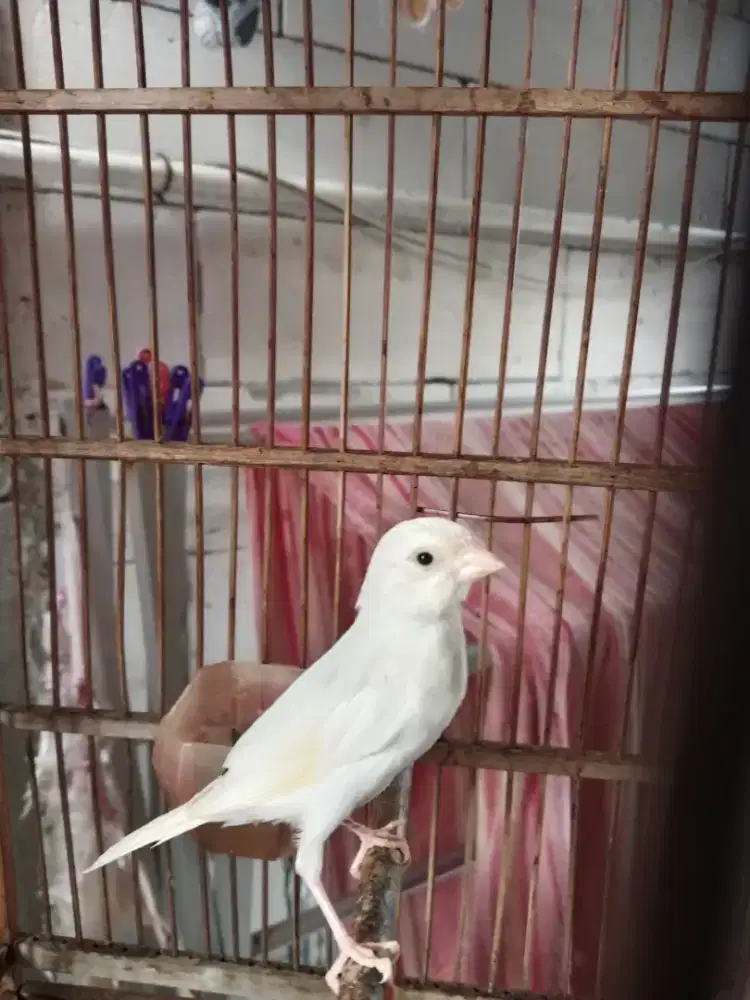 Burung Kenari Putih