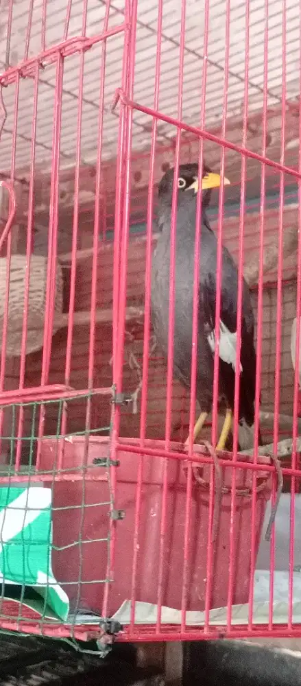 Jual Burung JALAK Rio2 dan Kebo gacor