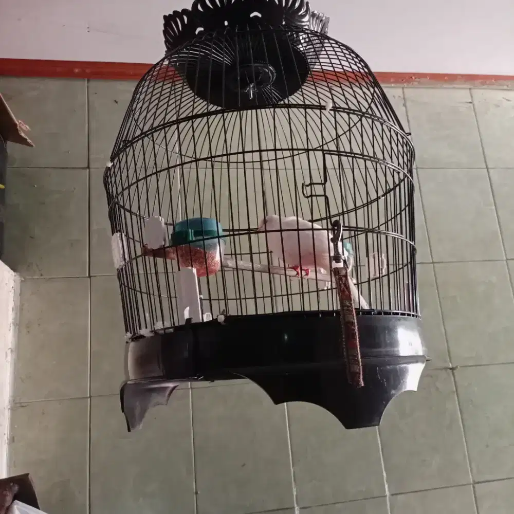 Derkuku tekukur albino kuk 3