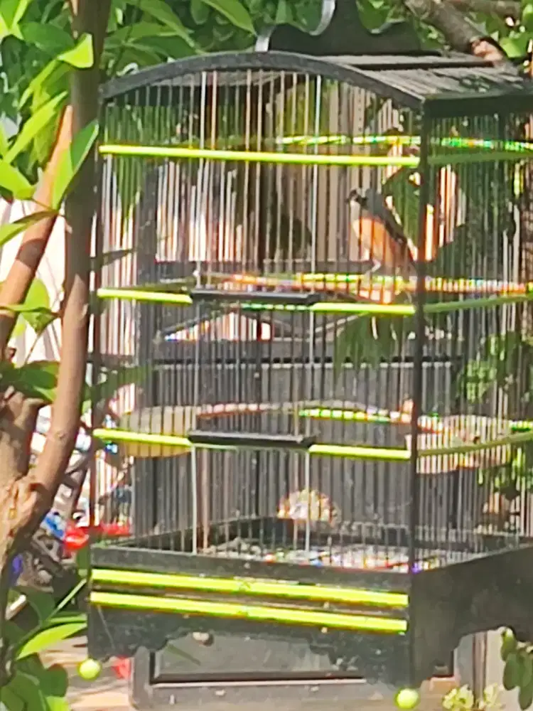 Jual burung cendet rawatan lama