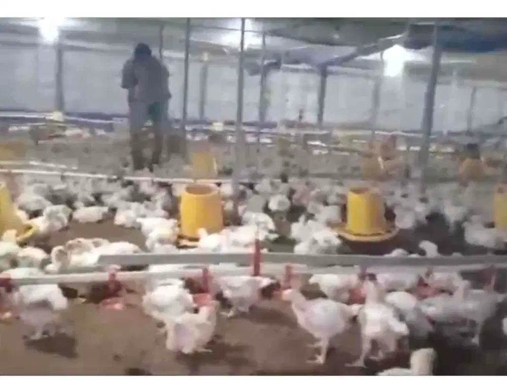 Dijual kandang ayam aktif di karawang