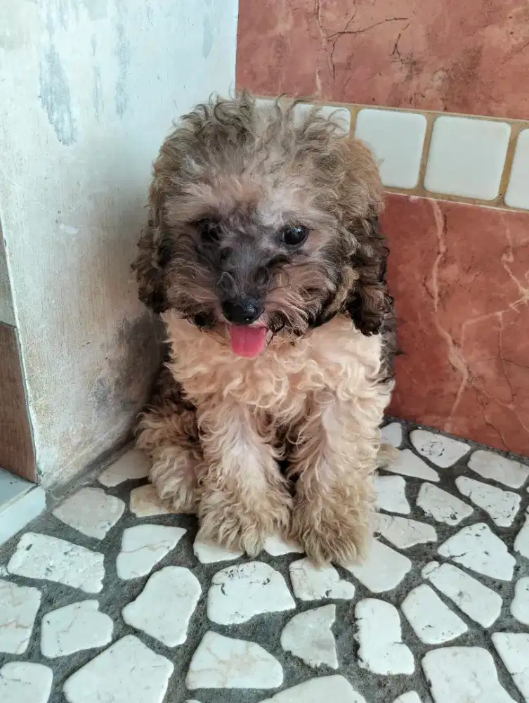 Jual poodle pupies