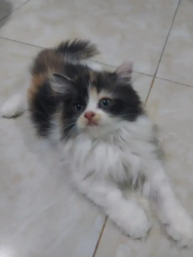 Kitten Persia Calico Betina