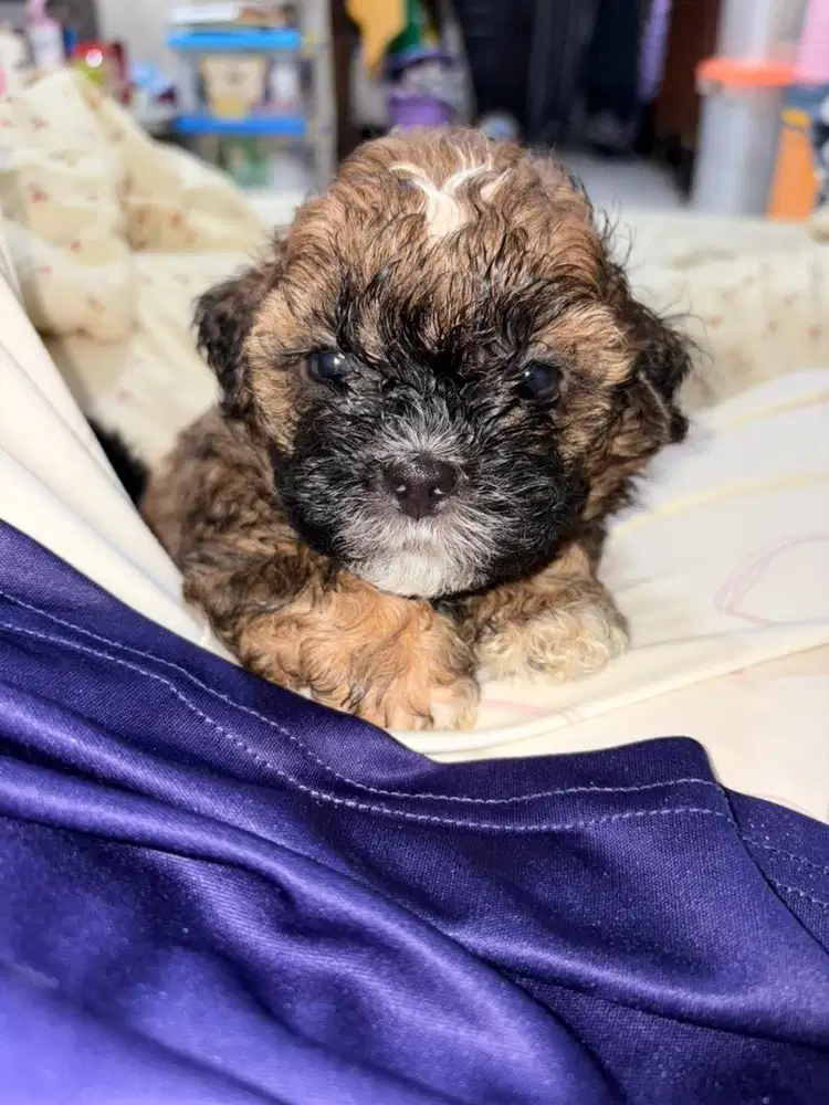 OPEN ADOPT SHIPOO