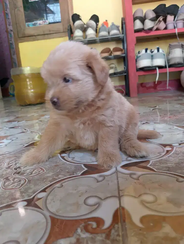 Minipom x poddel spasang