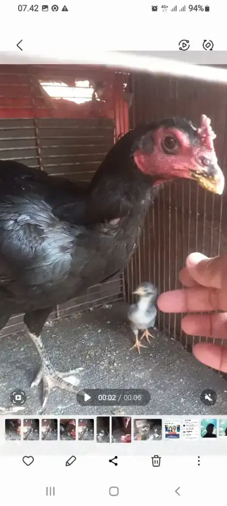 Ayam bangkok koytrahngon betina&5anak²,harga 275rb nego tipis Jakba