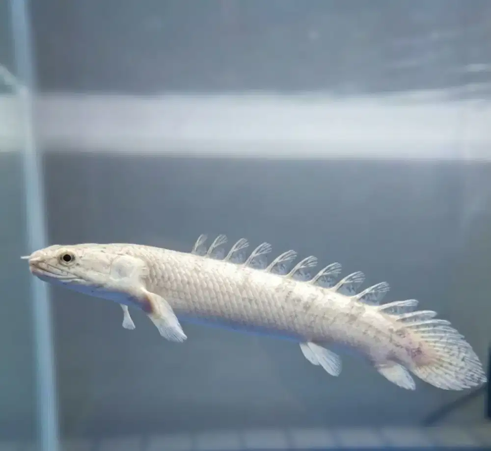 Ikan Palmas Delhezi ~19cm