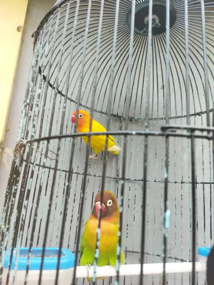 Lovebird sepasang