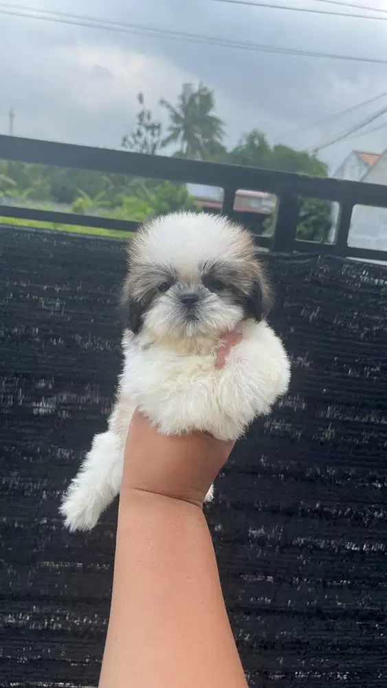 Mini shihtzu Medan bs pantau