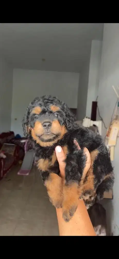 Poodle mix schnauzer medan siap pantau