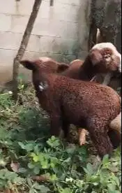 sepasang anakan bibit domba merino p4nd4 4 bulanan warna langka exotik