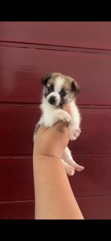 CHIHUAHUA X MINIPOM Jantan medan pantau langsung