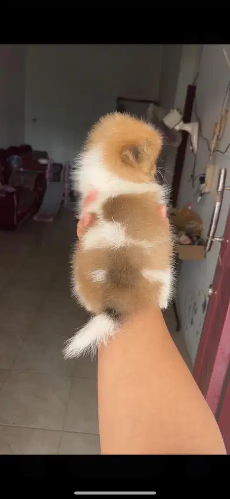 CHIHUAHUA X MINIPOM