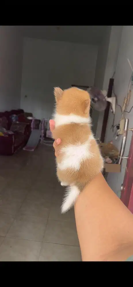 Anjing chihuahua x minipom