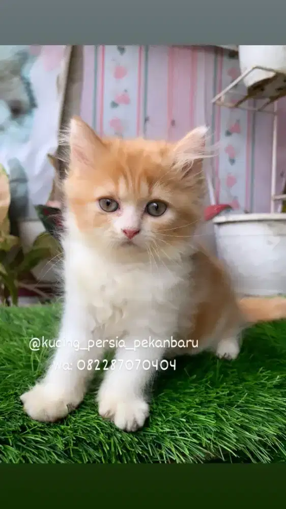 Anakan Persia jantan imut bulu panjang