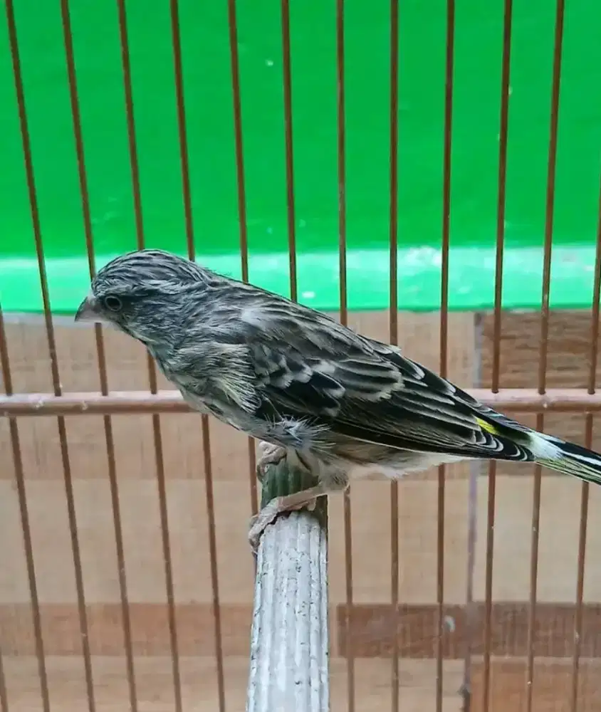 Blackthroat jantan 9bln sudah mulai gacor