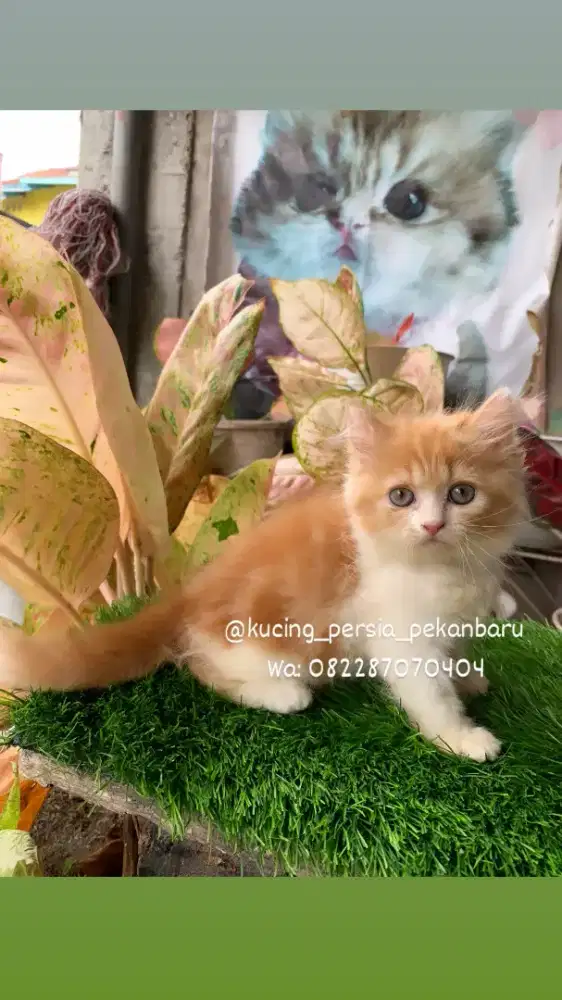 Anakan kitten Persia imut bulu kapas super panjang