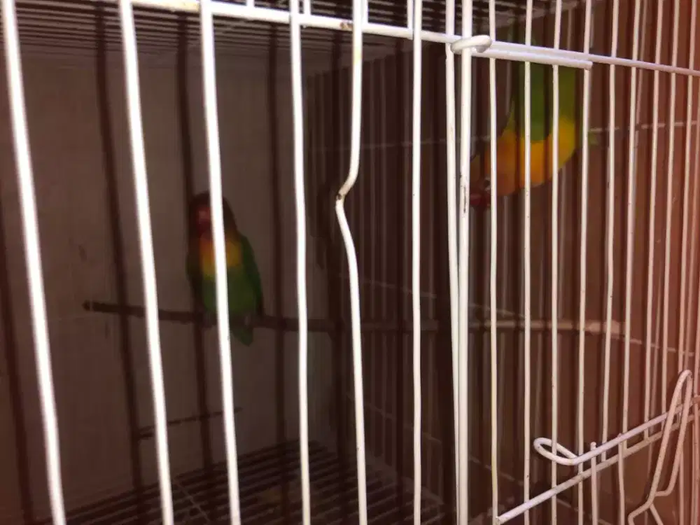 Lovebird sepasang fullset
