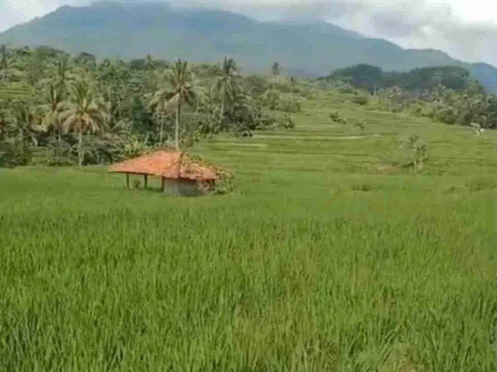 Tanah sawah 2 Hektar Congeang pinggir jalan aspal