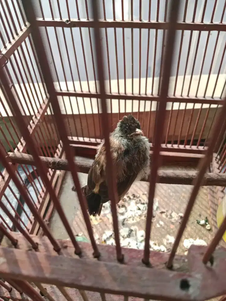 Anak kutilang baru blajar makan sendiri masih di bantu loloh
