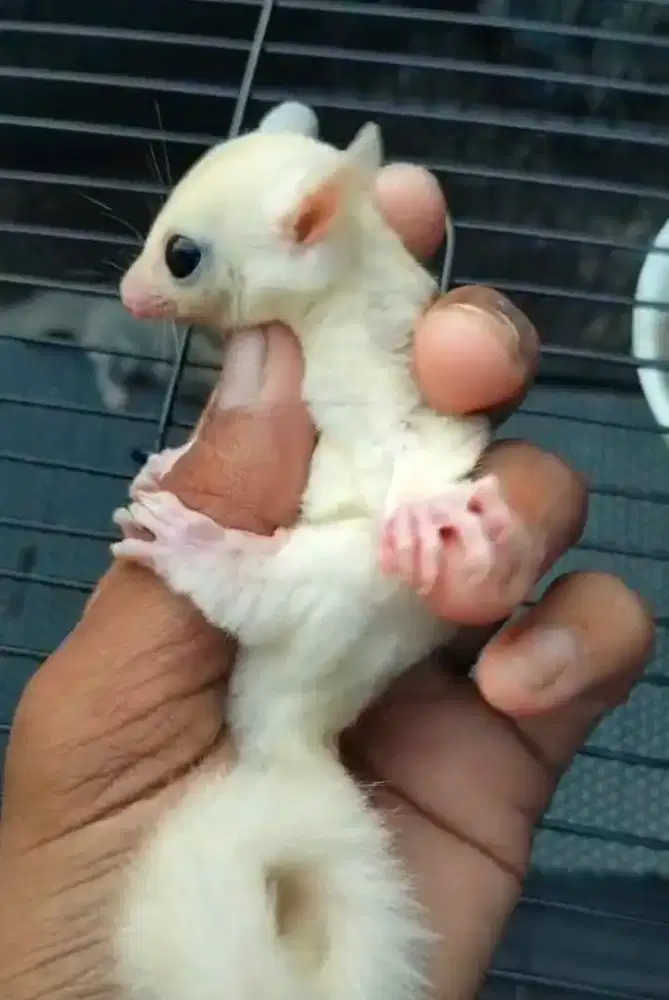 Sugar Glider Joey Leucistic