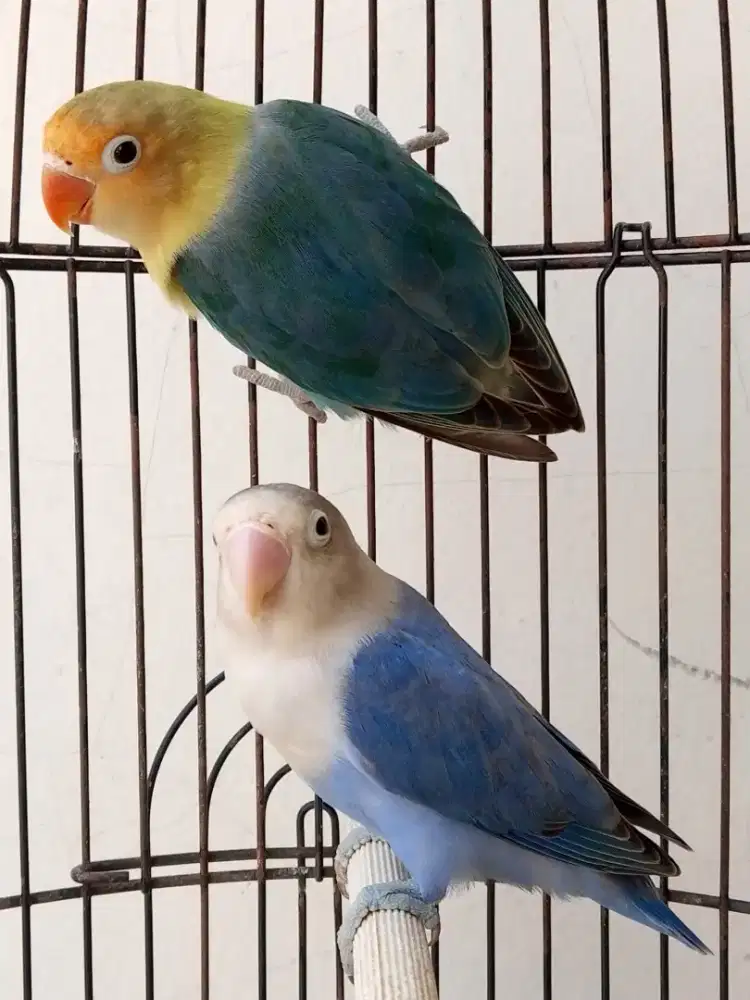 Burung lovebird prediksi sepasang josss