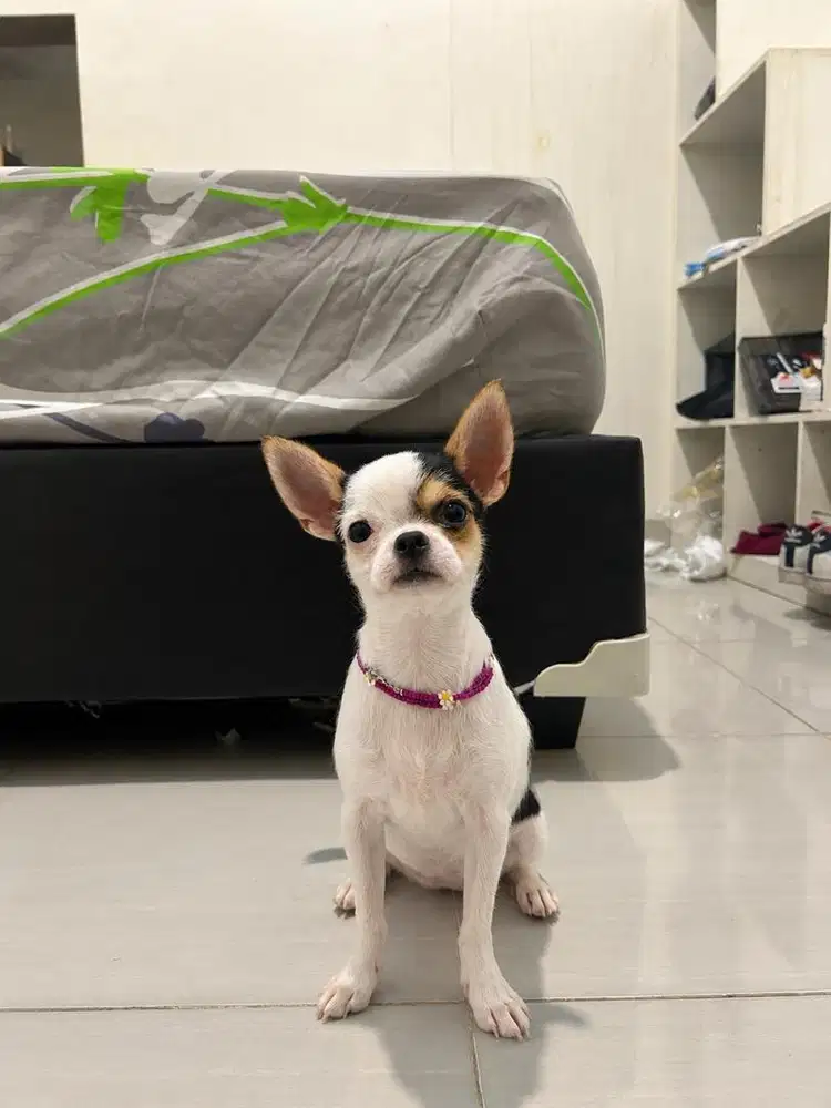 CHIHUAHUA APPLE HEAD ( BETINA )