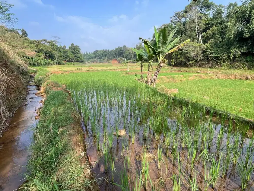 Tanah Sawah Produktif 3833 m2 Dijual Murah di Darangdan Purwakarta