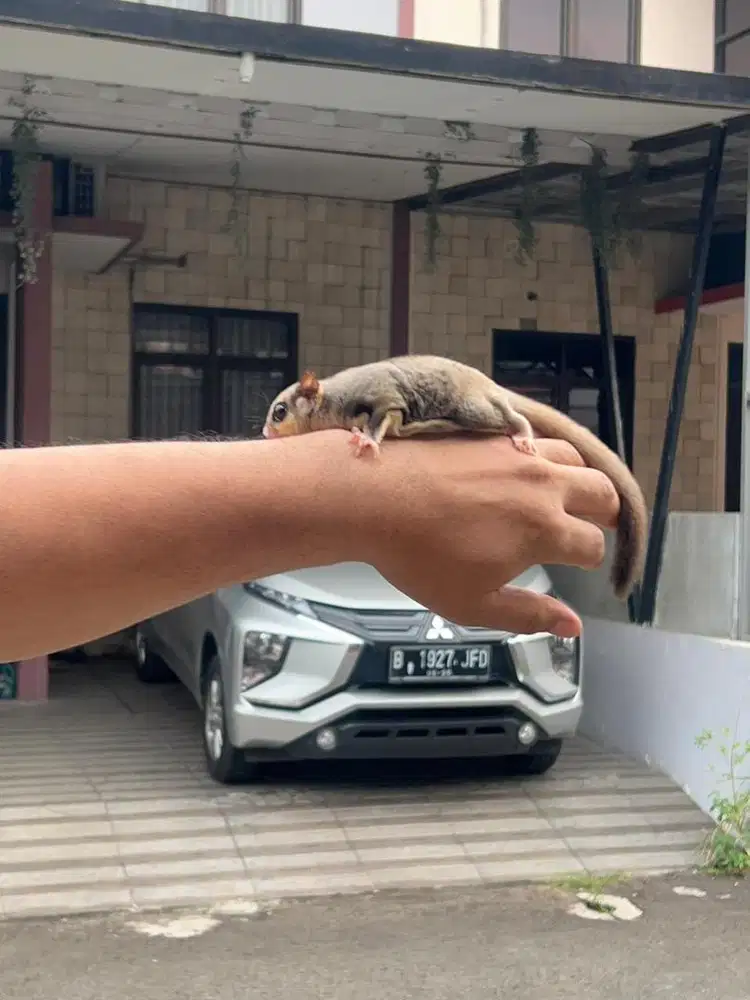 Jual sugar glider