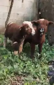 sepasang anakan domba merino 4 bln motif langka p4nd4 exotik jarangada