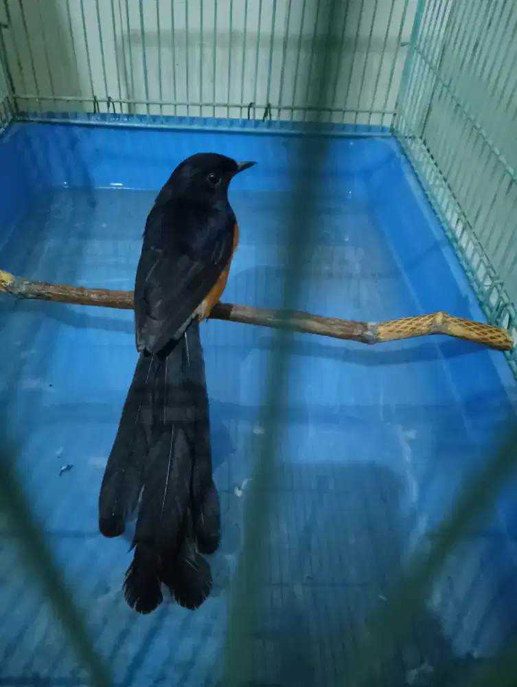 Burung murai batu