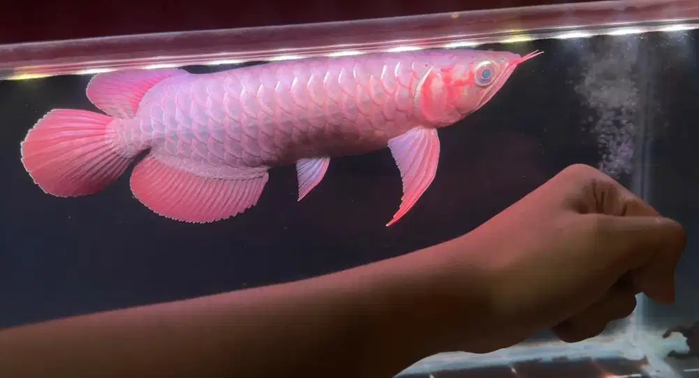 Arowana Super Red