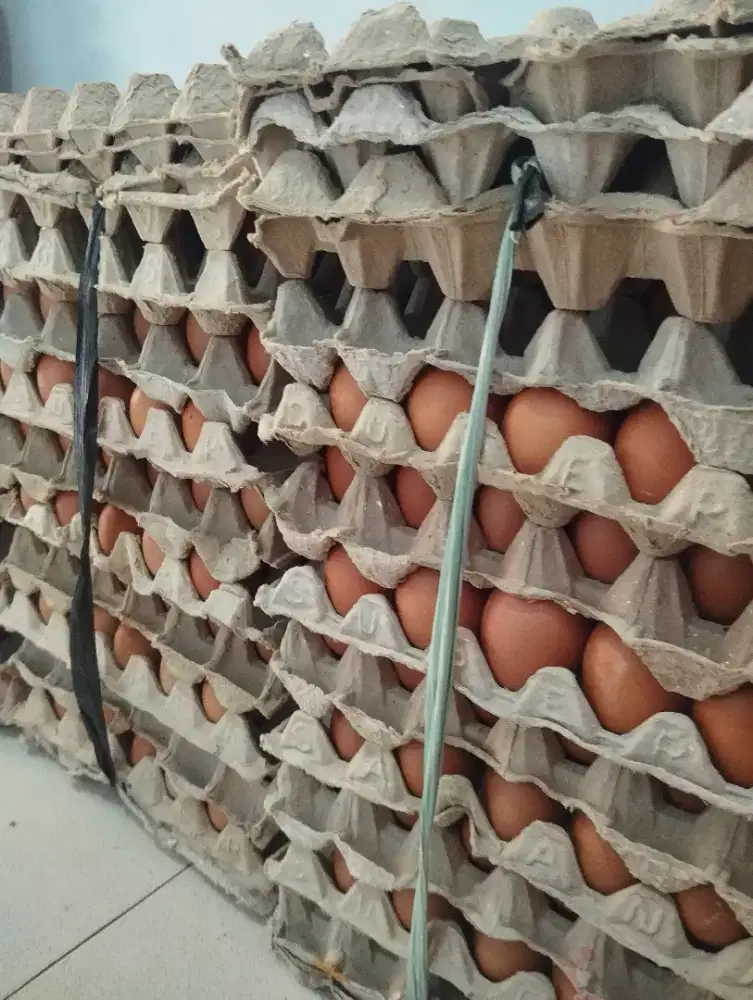 Kurir telur /anter telur
