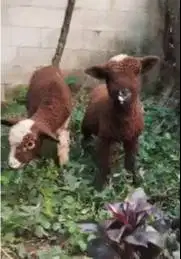 sepasang anakan domba merino 4 bln motif p4nd4 exotik langka unik puas