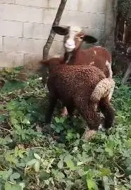 sepasang cempe anakan domba merino p4nd4 4 bulanan exotik unik langka
