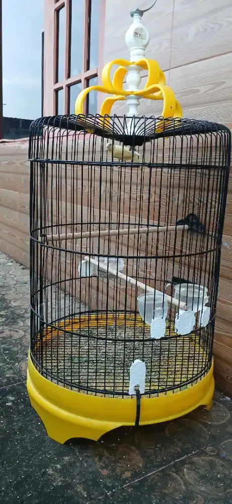 Burung kenari jantan